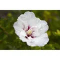 Produktbild: Hibiscus Syriacus Garten-Eibisch 'Pinky Spot' 80-100 cm