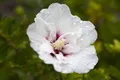 Produktbild: Hibiscus syriacus 'Pinky Spot' 80–100 cm – Winterhart, Mehrjährig, Pflegeleicht – Garteneibisch – Heckenpflanze für Garten & Sichtschutz