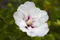 Produktbild: Pflanzen für Dich Gehölze Hibiscus syriacus Pinky Spot, 1 St., Garteneibisch, Straucheibisch