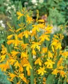 Produktbild: Pflanzen für Dich Staude Crocosmia croc. George Davidson, 1 St., Montbretie, Garten-Montbretie