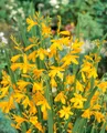 Produktbild: Crocosmia x crocosmiifl. 'George Davidson', Montbretie, gelb, ca. 11x11 cm Topf