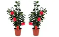 Produktbild: Plant in a Box - Camellia Japonica - 2er Set - Camelie kübelpflanz Immergrüne Winterhart - Topf 19cm - Höhe 60-70cm