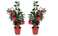 Produktbild: Plant in a Box 2 Japanische Rosen Camellia 'Lady Campbell' 60cm Strauch