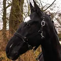 Produktbild: Pferdelinis Halfter für Warmblut, Vollblut, Kaltblut, Pony – Stallhalfter, Weidehalfter, 2-Fach verstellbare Dornschnallen, sicher & reißfest (Schwarz, Kaltblut)