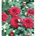 Produktbild: Winteraster Fellbacher Wein - Chrysanthemum Indicum