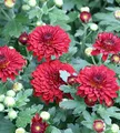 Produktbild: Winteraster Fellbacher Wein - Chrysanthemum Indicum - lebende Gartenpflanze aus den Baumschulen