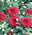 Produktbild: Winteraster Fellbacher Wein - Chrysanthemum Indicum