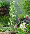 Produktbild: BALDUR Garten Felsenbirne Amelanchier 'Obelisk®', im 3-Liter XL-Topf,1 Pflanze