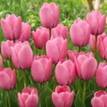Produktbild: Tulpenzwiebeln Winterhart Mehrjährig - Pink Passion - 25 Blumenzwiebeln - Echte Pflanzen aus Holland - Tulpenzwiebeln für Garten, Töpfe und Balkon (große Knollen, kein Samen, nicht künstlich)