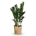 Produktbild: Green boutiQ - Zimmerpflanzen - Zamioculcas - ZZ-Pflanze - Wenig Pflege - mit Korb - Grün - 1 Pflanze - Topf 17cm - Höhe 65-75cm