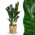 Produktbild: Zimmerpflanzen Zamioculcas ZZ-Pflanze mit Korb ⌀17cm ↕65-75cm
