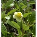 Produktbild: Silberwurz Sudermann - Dryas suendermannii