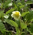 Produktbild: Silberwurz Sudermann - Dryas suendermannii