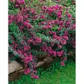 Produktbild: Origanum Laevigatum Herrenhausen Dost Ca. 9x9 cm Topf