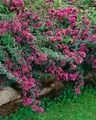 Produktbild: Origanum laevigatum 'Herrenhausen' 9x9 cm Topf – Winterhart, Mehrjährig, Pflegeleicht – Zier-Oregano – Staude für Beet & Steingarten