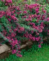 Produktbild: Pflanzen für Dich Staude Origanum laev. Herrenhausen, 1 St., Purpur-Oregano, Zier-Oregano