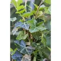 Produktbild: Hedera Helix Hibernica Irischer Efeu Immergrün Ca. 9x9 cm Topf