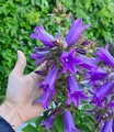 Produktbild: BALDUR Garten Campanula 'Rebelle®',1 Knolle, Blüht im Sommer wie verrückt,Riesige Blütenglocken,Winterhart & pflegeleicht im Beet & Kübel,Campanula glomerata