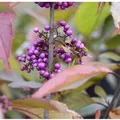 Produktbild: Hochstamm Liebesperlenstrauch Schönfrucht Profusion 80-100cm - Callicarpa bodinieri