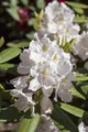 Produktbild: Rhododendron Hybr. 'Catawbiense Album', weiß, 40–50 cm