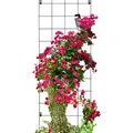 Produktbild: Kadax - Rankgitter, Rankhilfe Aus Stahl, Wandgitter, Schwarz 65x170 Cm