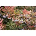 Produktbild: Berberis julianae 25-30 cm