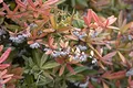 Produktbild: Berberis julianae 25-30 cm – Winterhart, Immergrün, Mehrjährig – Berberitze – Heckenpflanze für Garten & Sichtschutz
