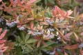 Produktbild: Berberis julianae, Immergrüne Berberitze, 25–30 cm