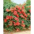 Produktbild: Campsis Radicans Grandiflora Trompetenblume Orange 60–100 cm