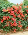 Produktbild: Pflanzen für Dich Kletterpflanze Campsis radicans Grandiflora, 1 St., Trompetenblume, Klettertrompete, orangeblüten, kletterpflanze