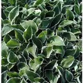 Produktbild: Funkie Francee - Hosta fortunei