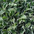 Produktbild: Funkie Francee - Hosta fortunei - lebende Gartenpflanze aus den Baumschulen