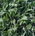 Produktbild: Funkie Francee - Hosta fortunei