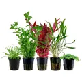 Produktbild: AquaOne Aquarium Pflanzen I 5X Wasserpflanzen I Einsteiger Aquarienpflanzen I Alternanthera Micranthemum Cryptocoryne Bacopa I Set mit 5 Aquariumpflanzen