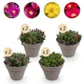 Produktbild: GreenboutiQ - Bodendecker - Winterhart - Delosperma - 8 Pflanzen - Farben Rot - Gelb - Lila - Rosa - Wenig Pflege - Topf 14cm Höhe 17cm