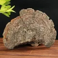 Produktbild: Huaier Pilz Extrakt 1 Kilo Trametes robiniophila Murr 30% Polysaccharide