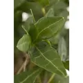 Produktbild: Hedera Helix Efeu Immergrün Ca. 9x9 cm Topf