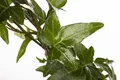 Produktbild: Hedera helix 9x9 cm Topf – Winterhart, Immergrün, Pflegeleicht – Efeu – Kletterpflanze für Wand & Zaun