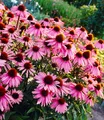 Produktbild: BALDUR Garten 3x Echinacea purpurea, Pflanzen im 9x9 cm-Topf, Purpuroter Sonnenhut, 4-6 Pflanzen pro Quadratmeter, bienen- & schmetterlingsfreundlich, winterharte Staude, mehrjährig, blühend