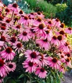 Produktbild: BALDUR Garten 3x Echinacea purpurea, Pflanzen im 9x9 cm-Topf, Purpuroter Sonnenhut, 4-6 Pflanzen pro Quadratmeter, bienen- & schmetterlingsfreundlich, winterharte Staude, mehrjährig, blühend