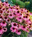 Produktbild: BALDUR Garten Staude Echinacea purpurea, 3 St., Medizinpflanze, lange Blütezeit, bienenfreundlich, winterhart