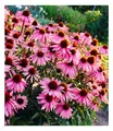 Produktbild: Echinacea purpurea,3 Pflanzen Purpuroter Sonnenhut, winterhart