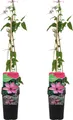 Produktbild: Bloomique - 2er-Set - Clematis Hagley Hybrid - Waldrebe - Rosa - Kletterpflanzen - Gartenpflanzen - Winterhart - Topf 15 cm - 70-80 cm hoch