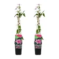 Produktbild: Bloomique - 2er-Set - Clematis Hagley Hybrid - Waldrebe - Rosa - Kletterpflanzen - Gartenpflanzen - Winterhart - Topf 15 cm - 70-80 cm hoch