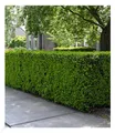 Produktbild: BALDUR Garten 1x Eiben-Hecke, Pflanze im 9x9 cm-Topf, Taxus baccata, winterhart, Heckenpflanze, immergrün, für Standort im Schatten geeignet, Sichtschutz, weiche Nadeln