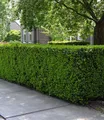 Produktbild: BALDUR Garten Hecken Taxus Eiben-Hecke, 1 St., Gemeine Eibe, immergrün, winterhart, mehrjährig, pflegeleicht