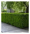 Produktbild: Eiben-Hecke,1 Pflanze Taxus baccata winterhart Heckenpflanze immergrün