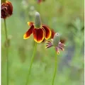 Produktbild: Mexikanischer Sonnenhut - Ratibida columnifera
