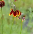 Produktbild: Mexikanischer Sonnenhut - Ratibida columnifera