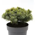 Produktbild: Zwerg Kiefer Sherwood Compact 20-25cm - Pinus mugo